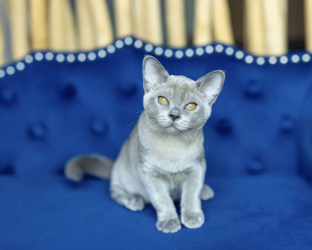 Burmese cats vs British shorthair: what makes Burmese so special?